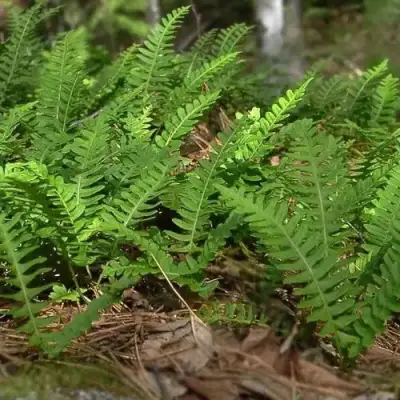 Многоножка обыкновенная в Бресте