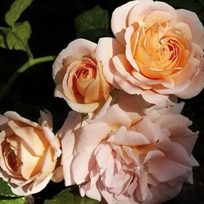 Роза ГЕЙША чайно-гибридная в Бресте