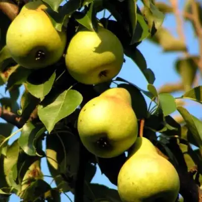 Груша НЕЖНОСТЬ колонновидная	 в Бресте