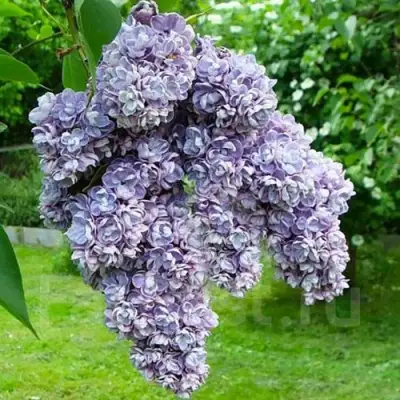 Сирень АМИ ШОТТ в Бресте