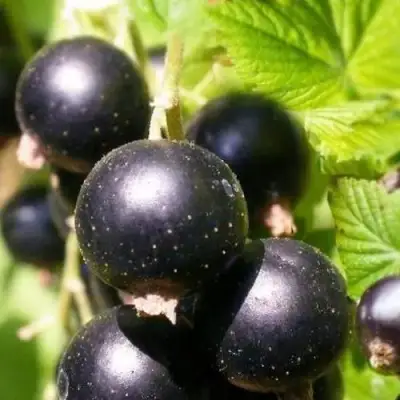 Смородина черная ЧЕРНООКАЯ в Бресте