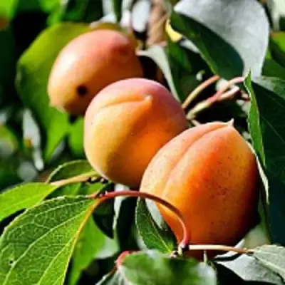 Абрикос БАЙ в Бресте