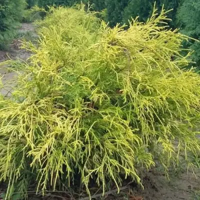 Кипарисовик ФИЛИФЕРА АУРЕА горохоплодный в Бресте