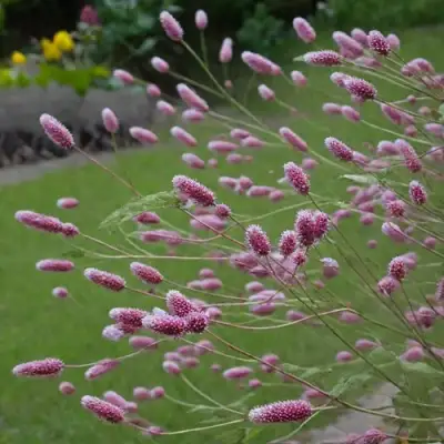 Кровохлебка РОК ЭНД РОЛЛ в Бресте