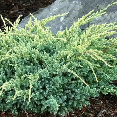 Можжевельник ХОЛГЕР чешуйчатый в Бресте