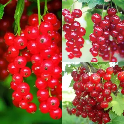 Комплект КРАСНЫЙ УРОЖАЙ в Бресте