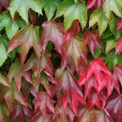 Девичий виноград тройчатый ВИЧИ в Бресте