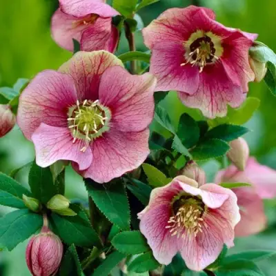 Морозник ВОСТОЧНЫЙ в Бресте