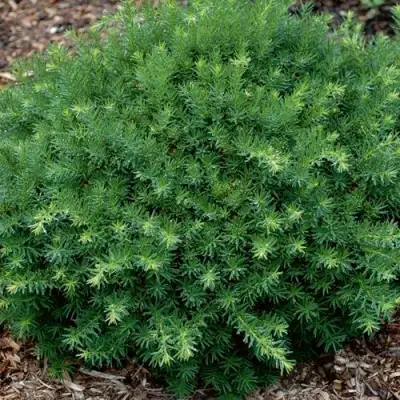 Тис ХИКСИ средний в Бресте