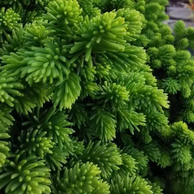 Ель ЛИТЛ ДЖЕМ обыкновенная в Бресте