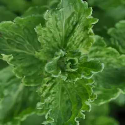 Мята КРИСПА в Бресте