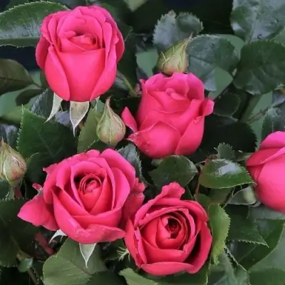 Роза ЛАВ ЛЕТТЕР флорибунда в Бресте