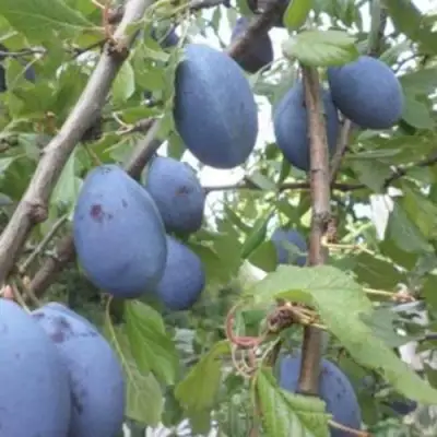 Слива ГИЛЬБЕРТ в Бресте