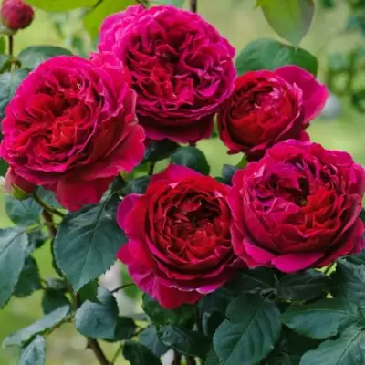 Роза КЕЙТ английская в Бресте