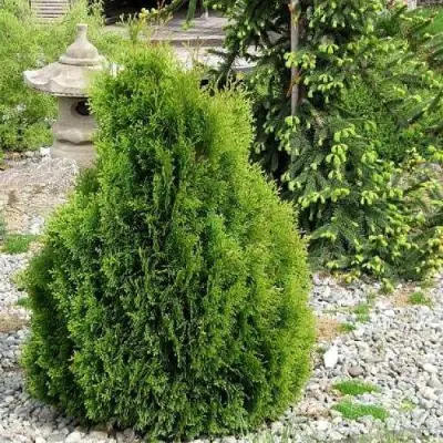 Туя МИКИ западная в Бресте