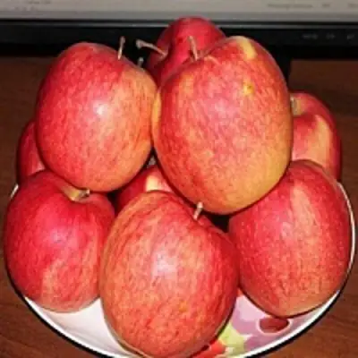 Яблоня ЛИГОЛ в Бресте