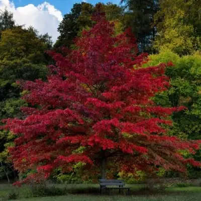 Дуб болотный в Бресте