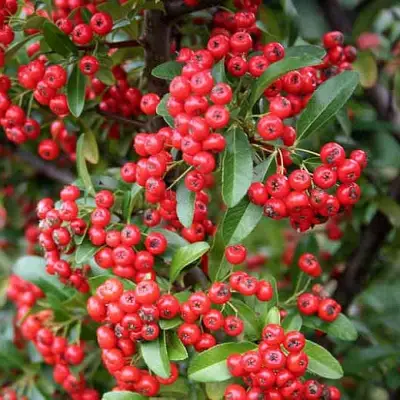 Пираканта РЕД КУИШОН в Бресте