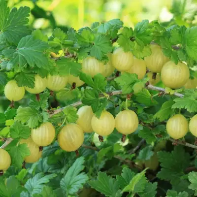 Крыжовник БЕРИЛЛ в Бресте