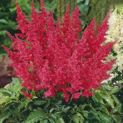 Астильба МОНТГОМЕРИ японская в Бресте