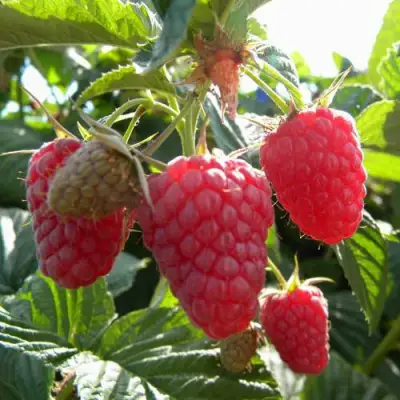 Малина ремонтантная Жар-птица