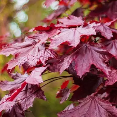 Клен РОЯЛ РЕД остролистный в Бресте