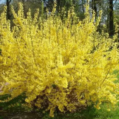 Форзиция ФОРЧУНА в Бресте