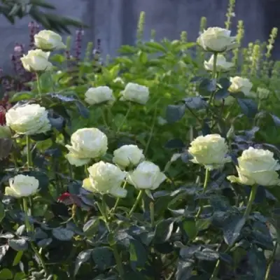 Роза ВАКАНА японская в Бресте