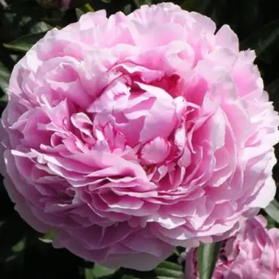 Пион ША-ЛА травянистый в Бресте