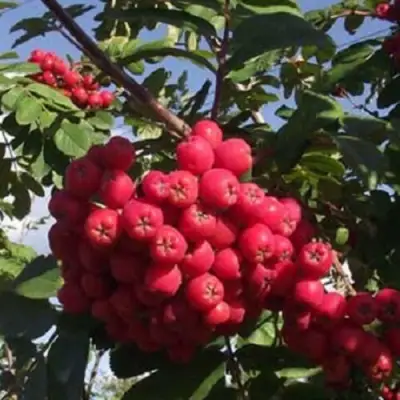 Рябина МОРАВСКАЯ сладкоплодная в Бресте