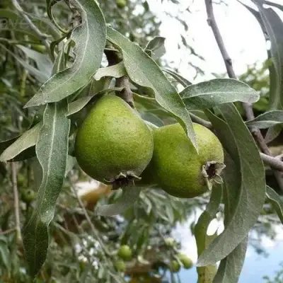 Груша ИВОЛИСТНАЯ в Бресте