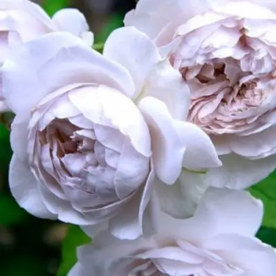 Роза ГРИЗЕЛИС шраб в Бресте