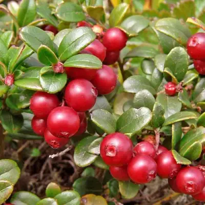 Брусника садовая АМЕРЛАНД в Бресте