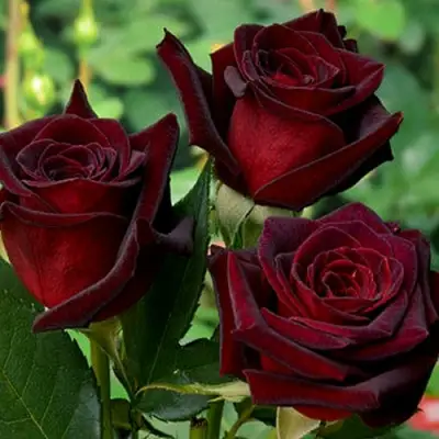 Роза ЧЕРНАЯ МАГИЯ чайно-гибридная в Бресте