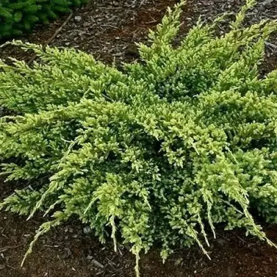 Можжевельник ДРИМ ДЖОЙ чешуйчатый в Бресте