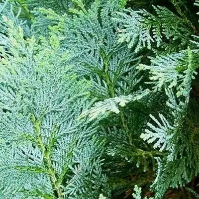 Кипарисовик КОЛУМНАРИС лавсона в Бресте