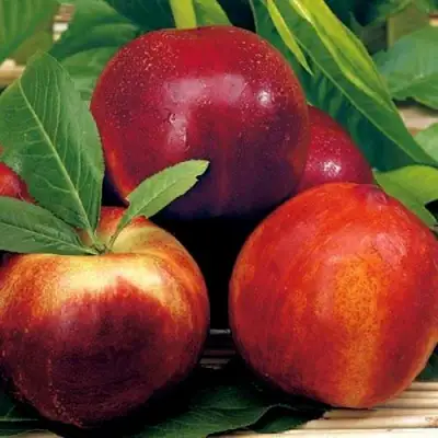 Нектарин СТАРК РЕД ГОЛД в Бресте