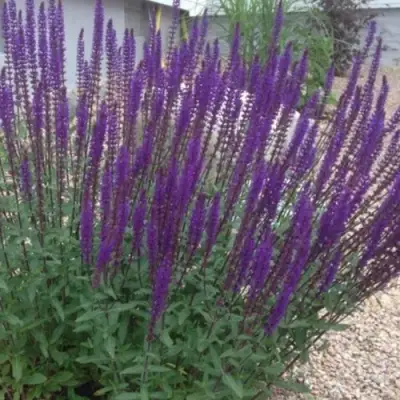 Шалфей КАРАДОНА в Бресте