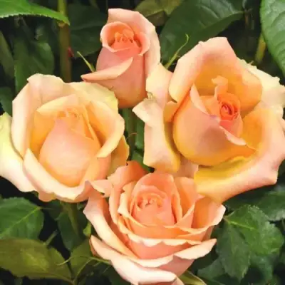 Роза ВЕРСИЛИЯ чайно-гибридная в Бресте