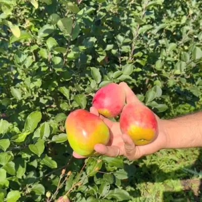 Яблоня КАНДИЛЬ БАГРЯНЫЙ в Бресте
