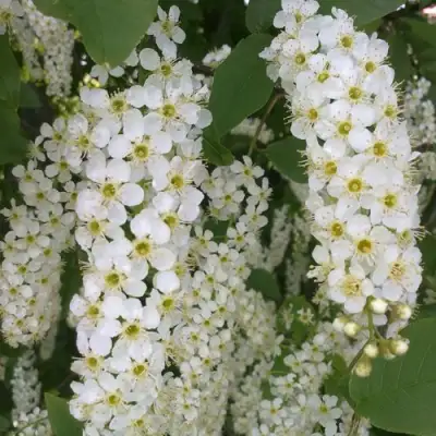 Черемуха САМОПЛОДНАЯ в Бресте