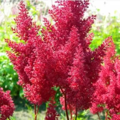 Астильба СКАЙСКРЕЙПЕР китайская в Бресте