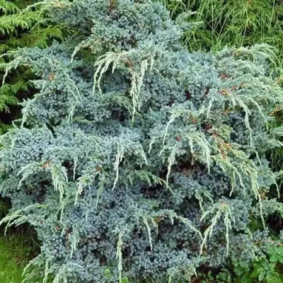 Можжевельник БЛЮ АЛЬПС китайский  в Бресте