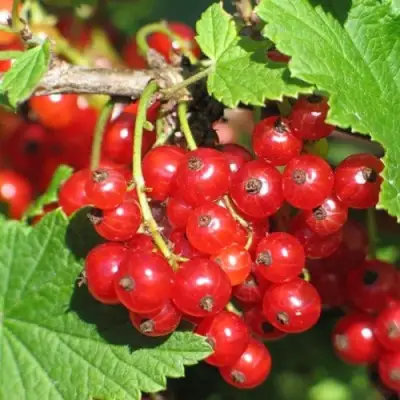 Смородина красная РАЧКОВСКАЯ в Бресте