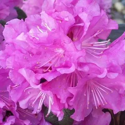 Рододендрон П.Ж.М. ЭЛИТ в Бресте