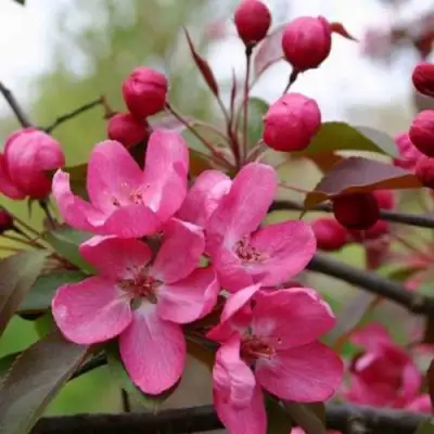 Яблоня РУДОЛЬФ декоративная  в Бресте