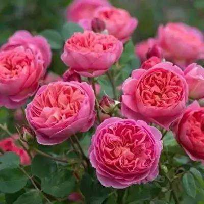 Роза БЕНДЖАМИН БРИТТЕН шраб в Бресте