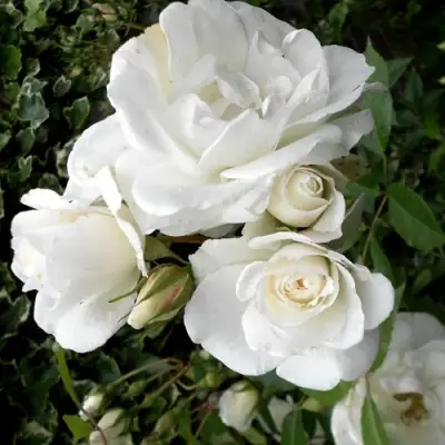 Роза АЙСБЕРГ флорибунда в Бресте