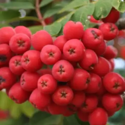 Рябина АЛАЯ КРУПНАЯ сладкоплодная в Бресте