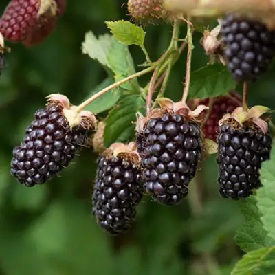 Ежемалина БОЙСЕНБЕРРИ в Бресте